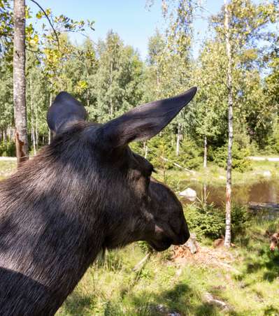 Elchpark in Schweden - Die schönsten Elchparks in Südschweden