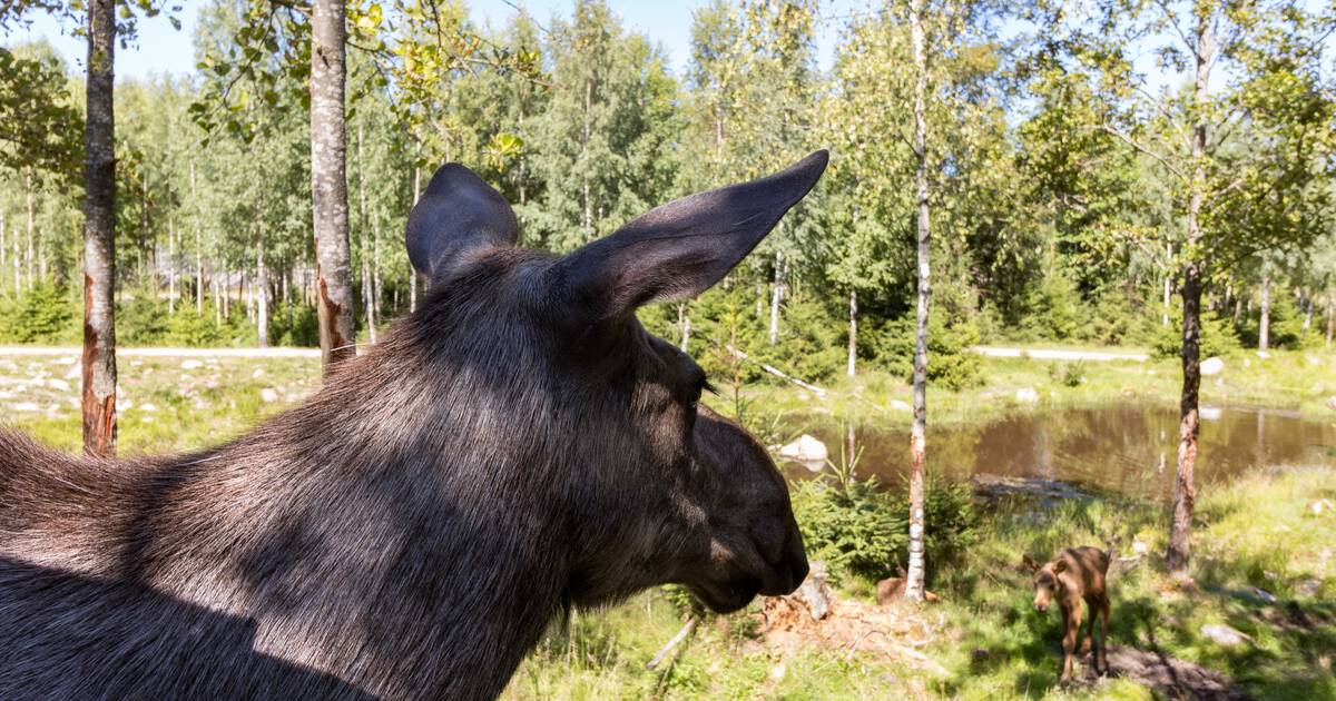 Elchpark in Schweden - Die schönsten Elchparks in Südschweden